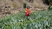 18 - Moorea - planteur ananas 